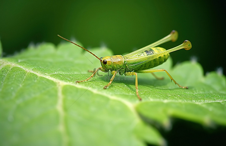 这只绿色的小昆虫坐在叶子上