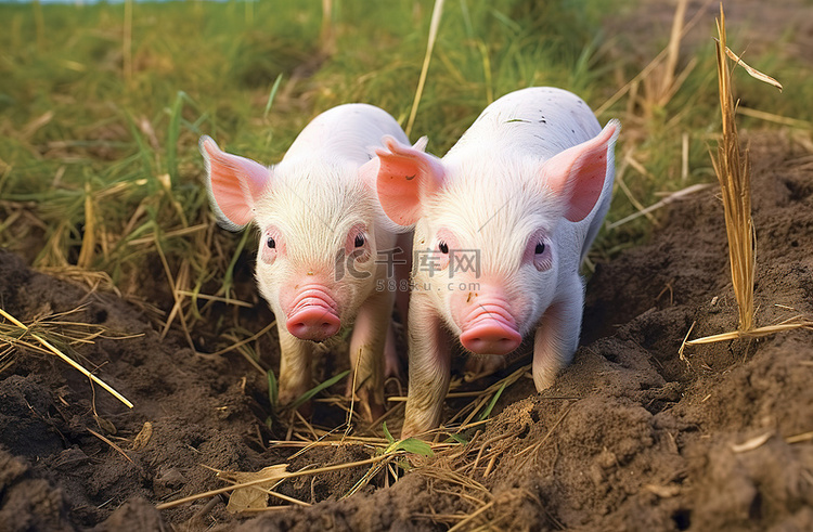 两只猪站在草地上
