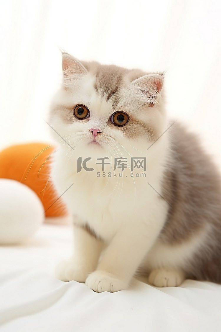 一只橙色的克莱兹代尔小猫看起来