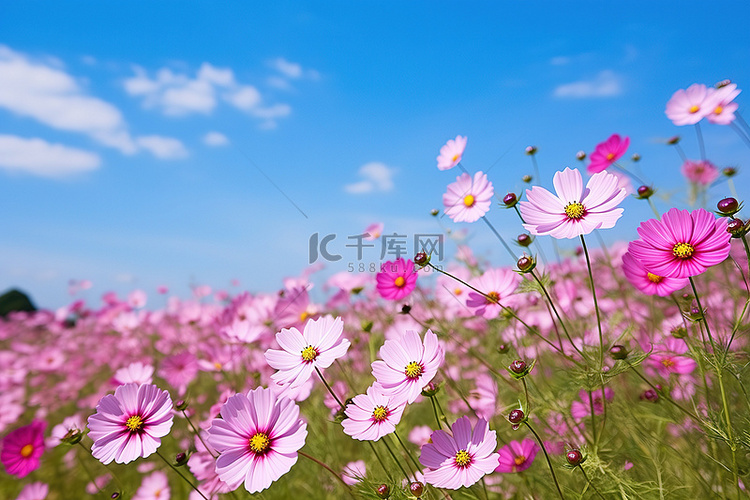 阳光明媚的天气里，粉红色的花朵