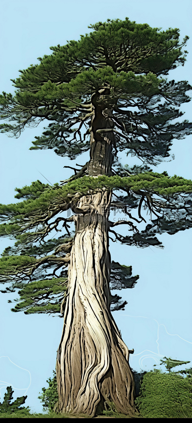 一棵老云杉树，树枝飞过它