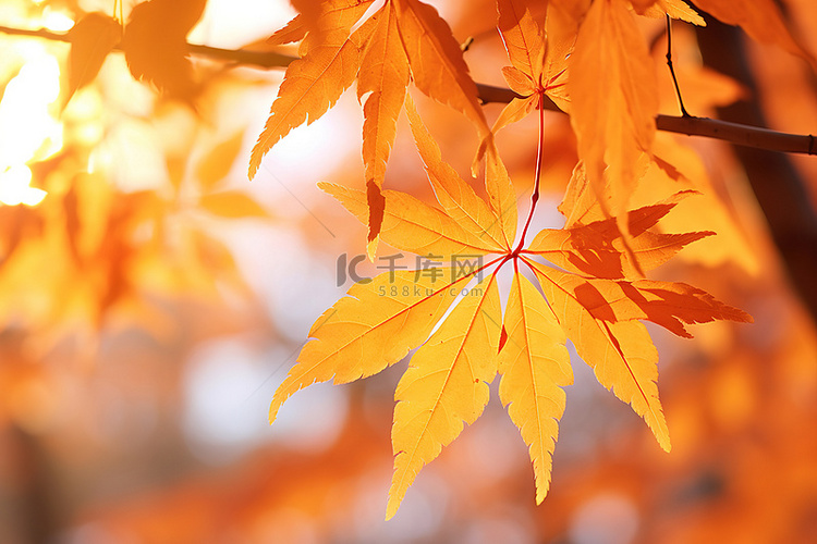 树上的秋天叶子
