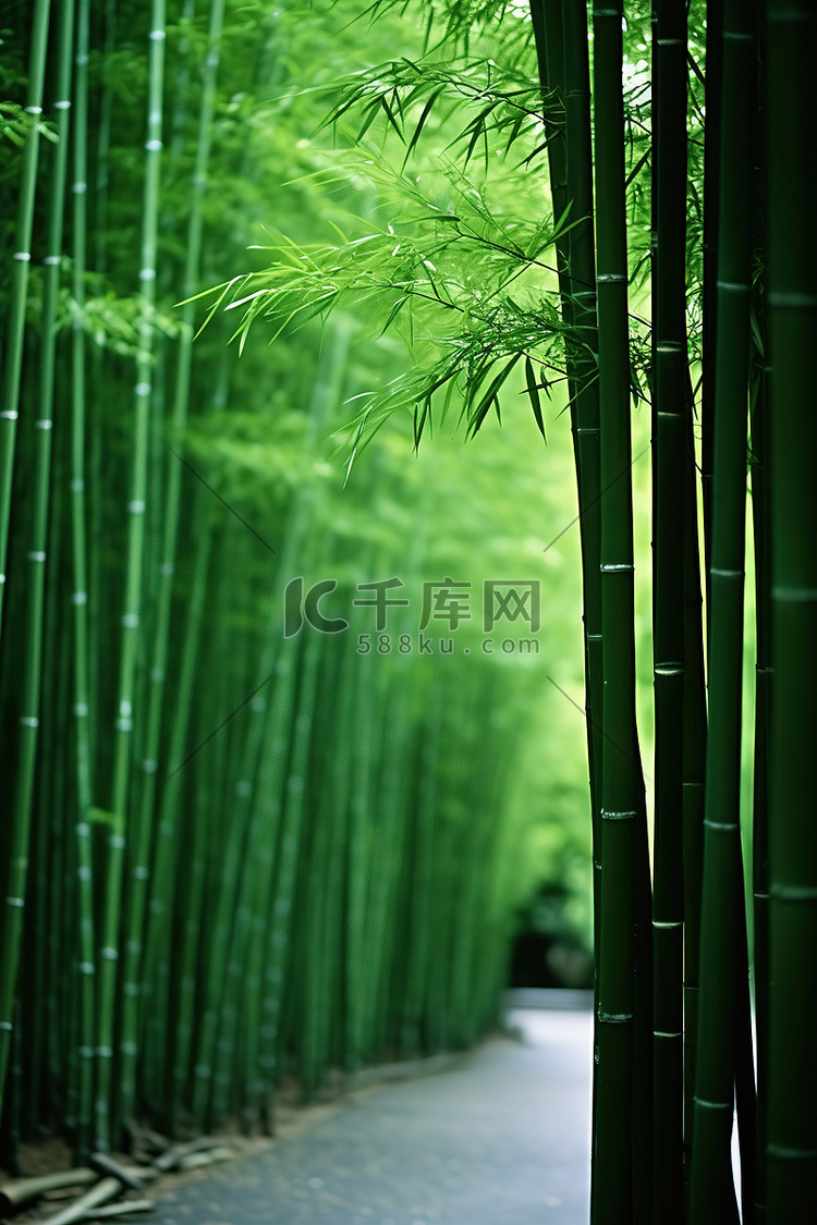 绿竹 竹子