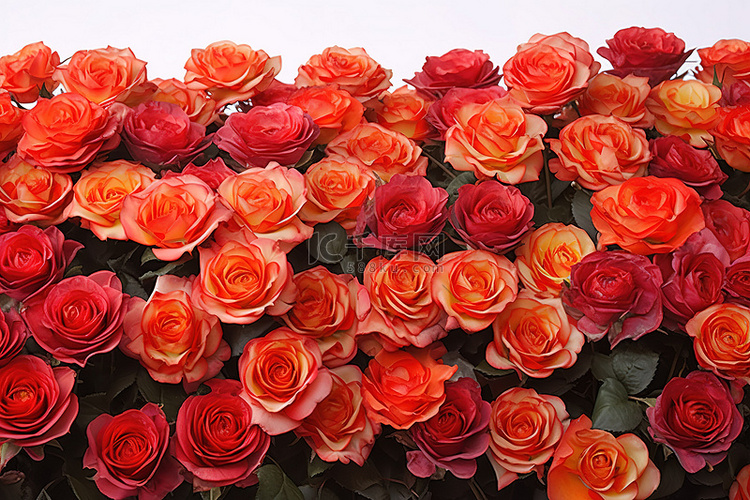几十朵五颜六色的玫瑰坐在一张白