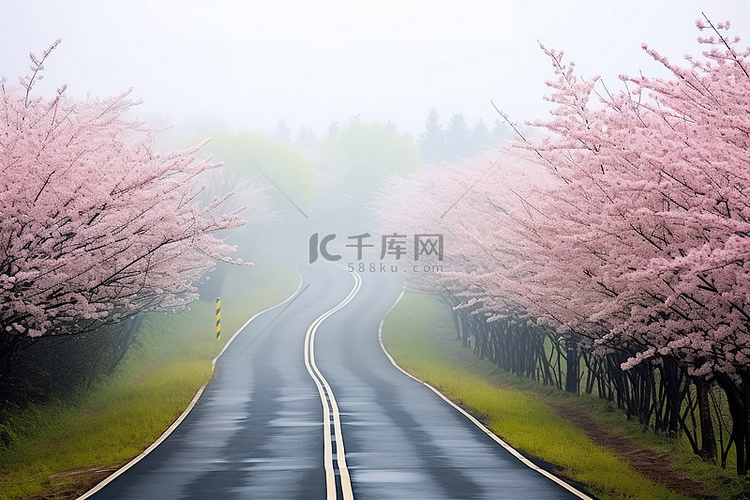 雾天，一条被盛开的樱花树环绕的