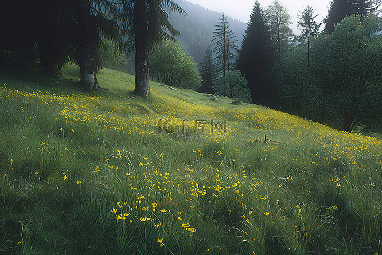 山谷和山脉之间长满黄色野花的森