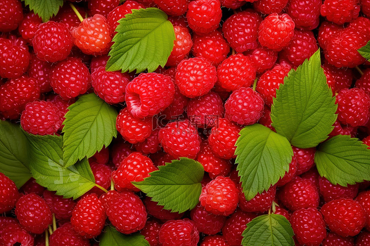 白色背景上红树莓的特写