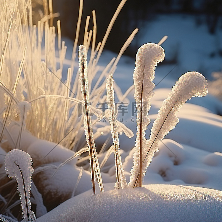 霜冻草和小叶子的图像