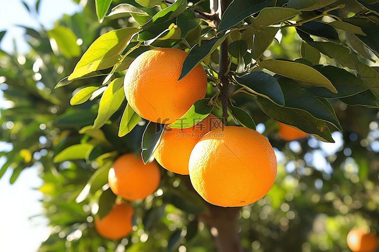 橘子长在树上 橘子树上