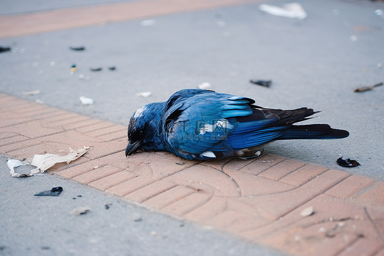 水泥路上一只死鸟
