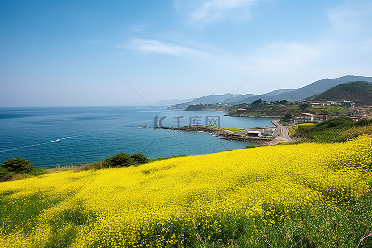 海洋上乡村的黄色花田