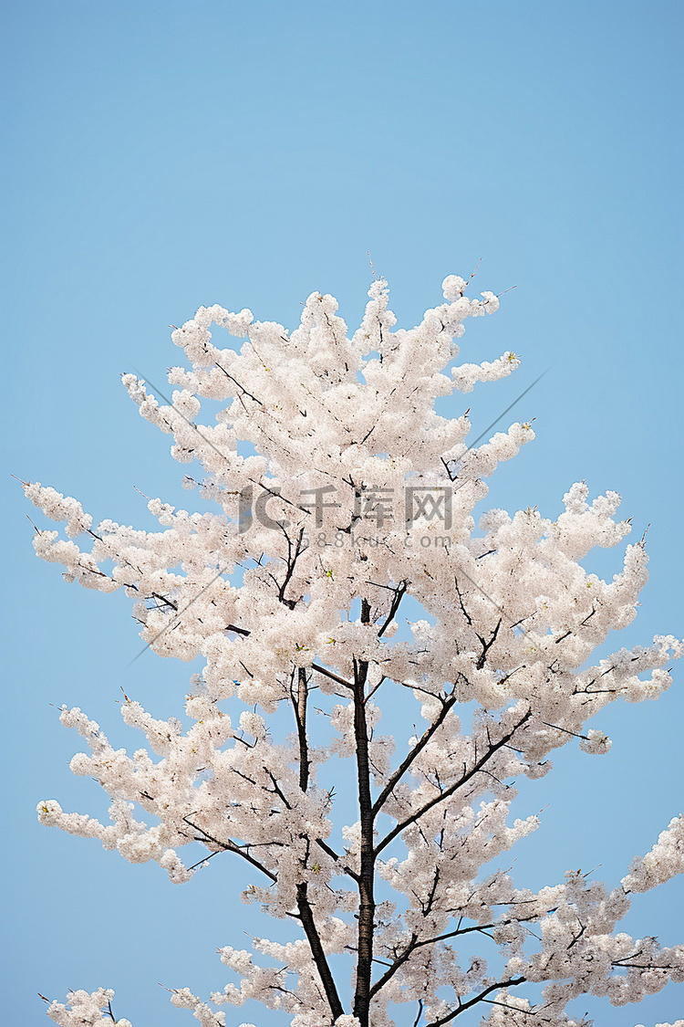 一棵白色盛开的樱花树挂在蔚蓝的