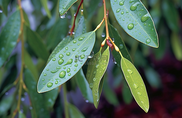 雨滴落在绿树上