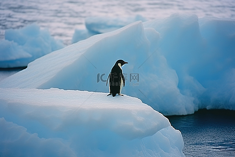 一只企鹅坐在冰冷的岩石上