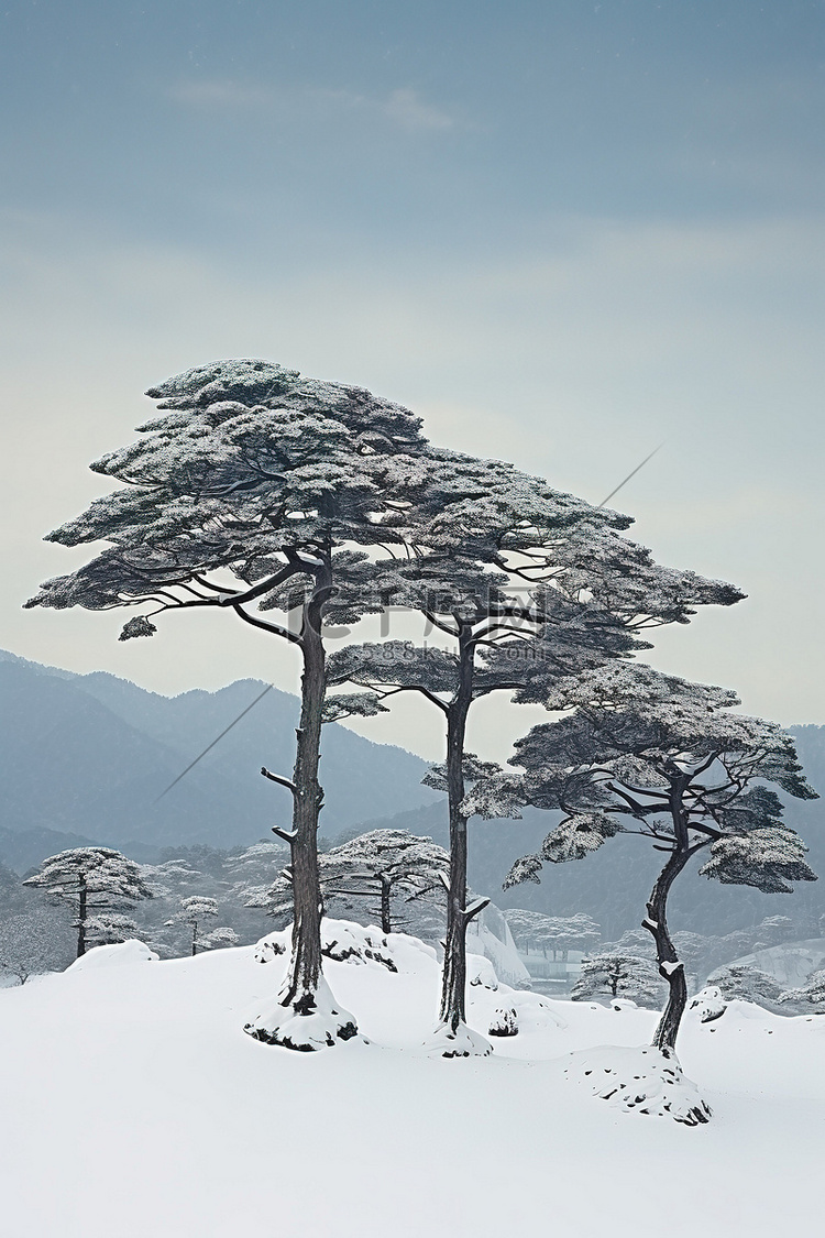 山区湖面上雪中的五棵松树