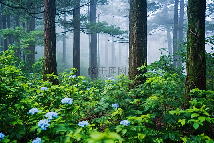 有灌木和花朵的森林在雾中