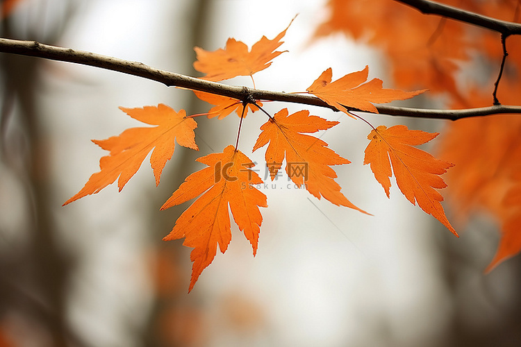 一根树枝上有几片橙色的叶子