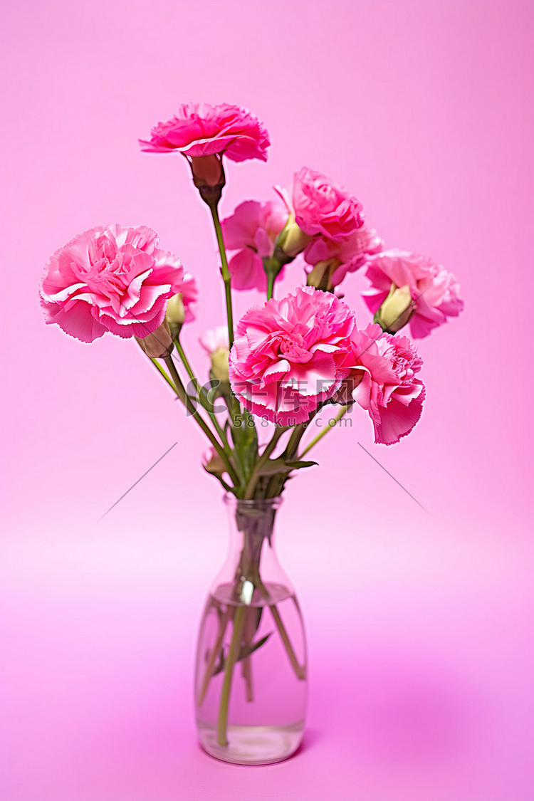 粉红色的康乃馨放在粉红色背景的