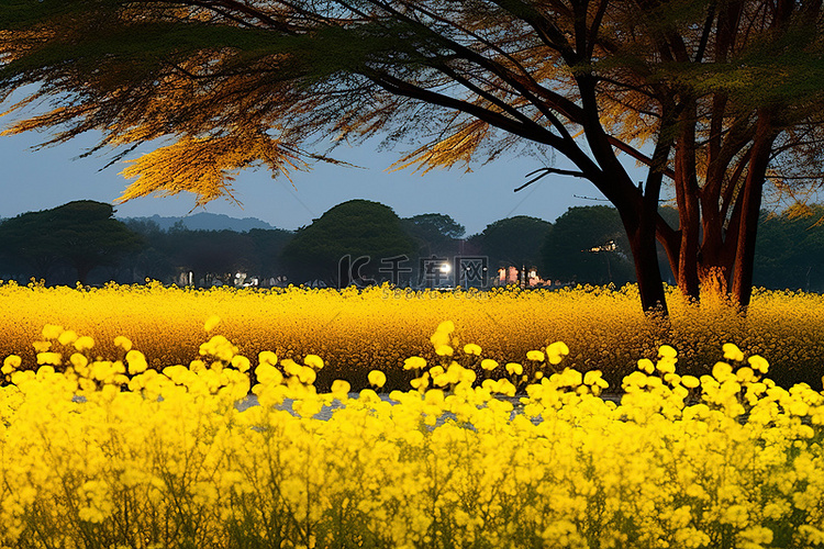 秋天田野边缘的黄色花朵