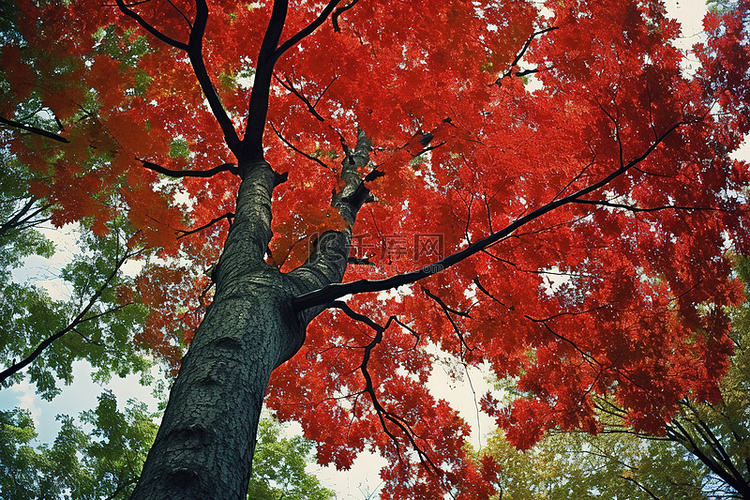 一棵高大的树，背景是红叶和绿叶