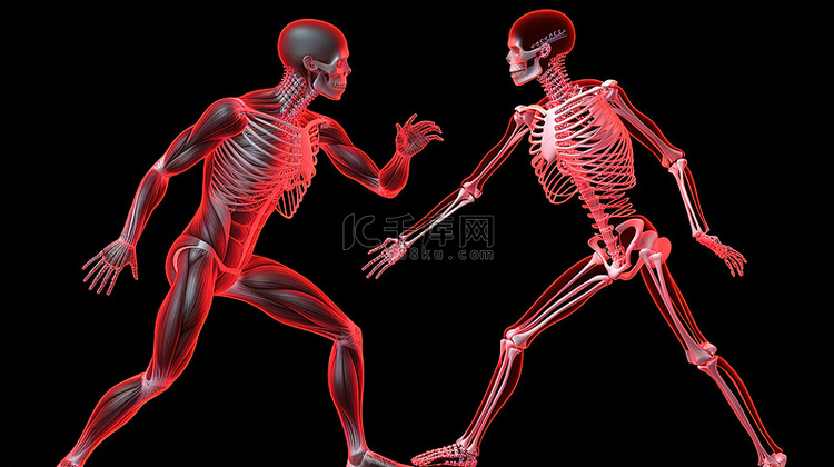 健身夫妇的 3D 骨骼和肌肉系