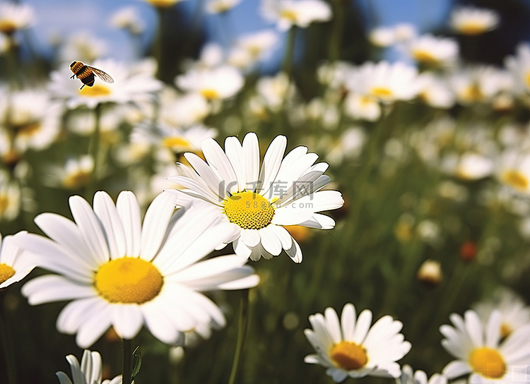 蜜蜂在草地上捕捉雏菊