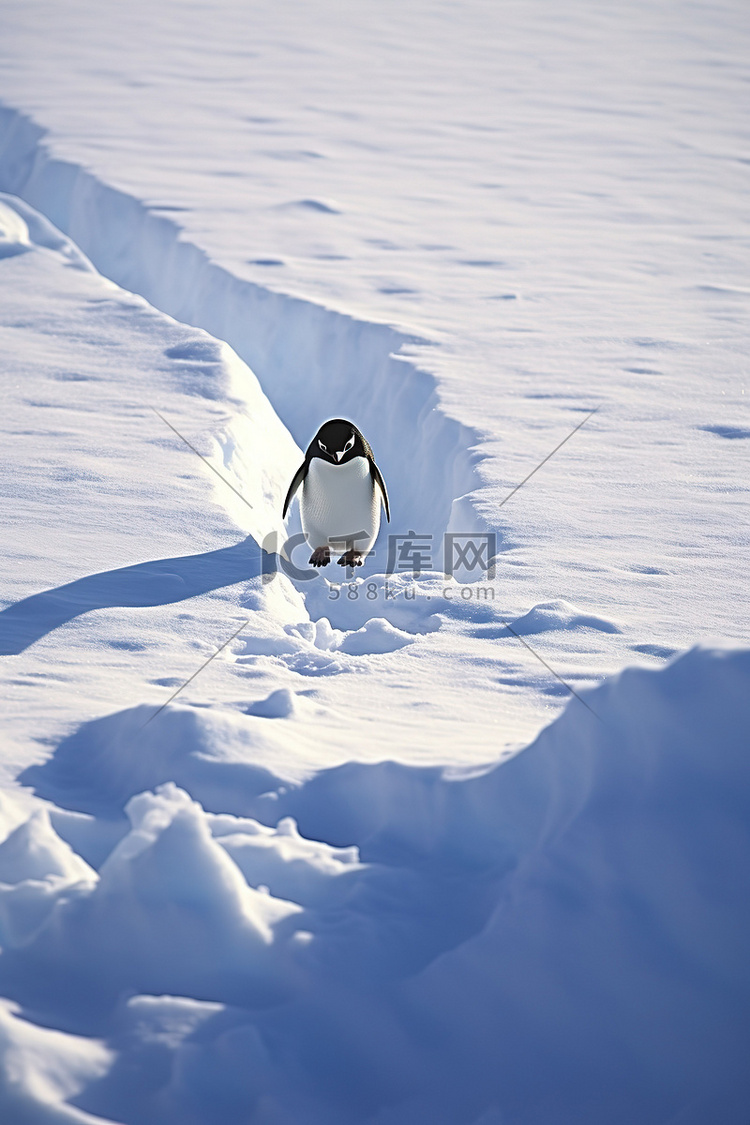 一只企鹅在南极洲的雪地上行走拉