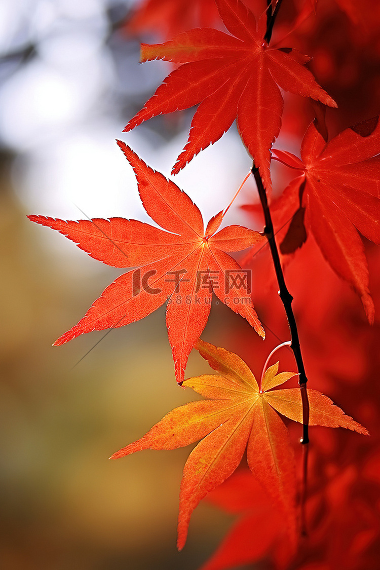 日本高清图像上的秋叶
