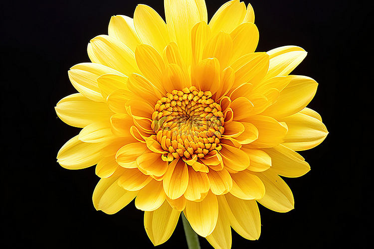 一朵黄色的花，中心是黄色的