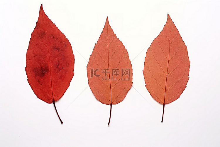白色表面上排列的三片红叶