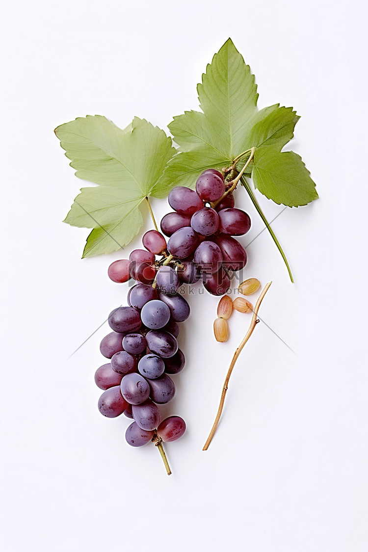 白色背景中的葡萄和葡萄叶