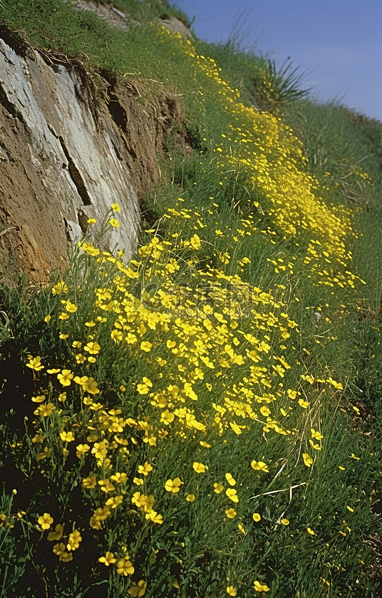 山坡上有很多黄色的花