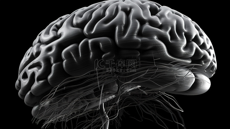 3d 数字插图中的大脑解剖学