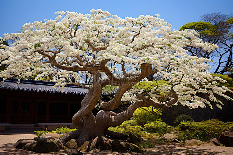 日本山梨县家山美治树开白花