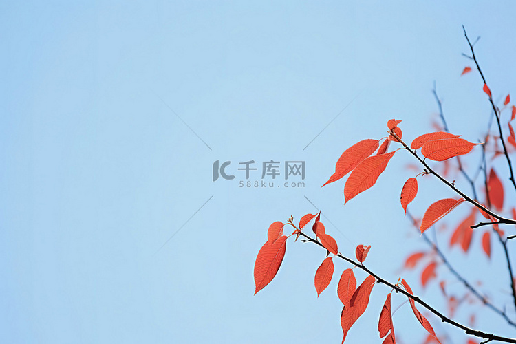 树上的红叶秋季摄影