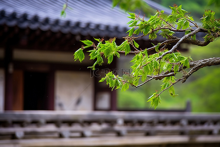韩国塞尔柱白头公馆的绿叶树枝照