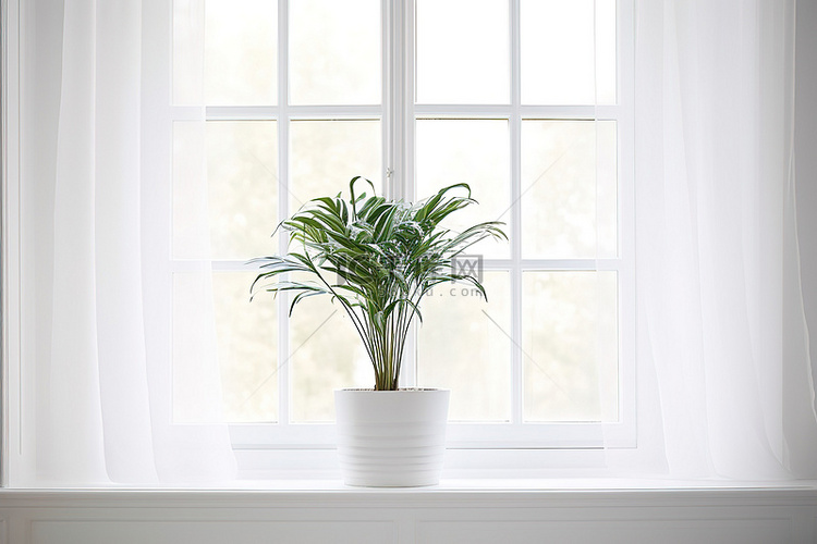 窗前盆中的植物