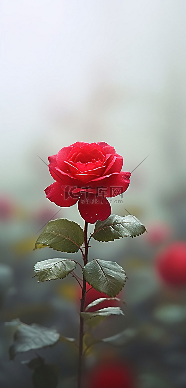 红玫瑰图片玫瑰
