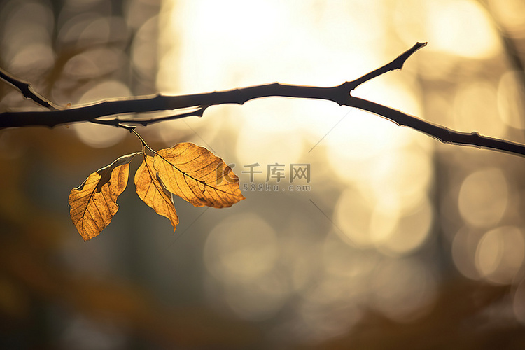 秋天的树枝上照片