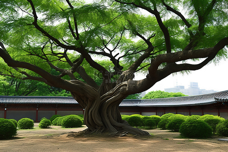 韩国皇家公园的树