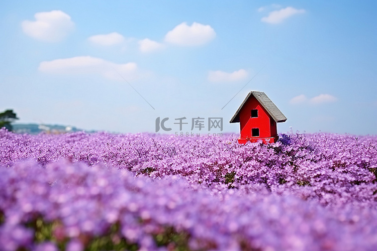 紫色花田里的小房子