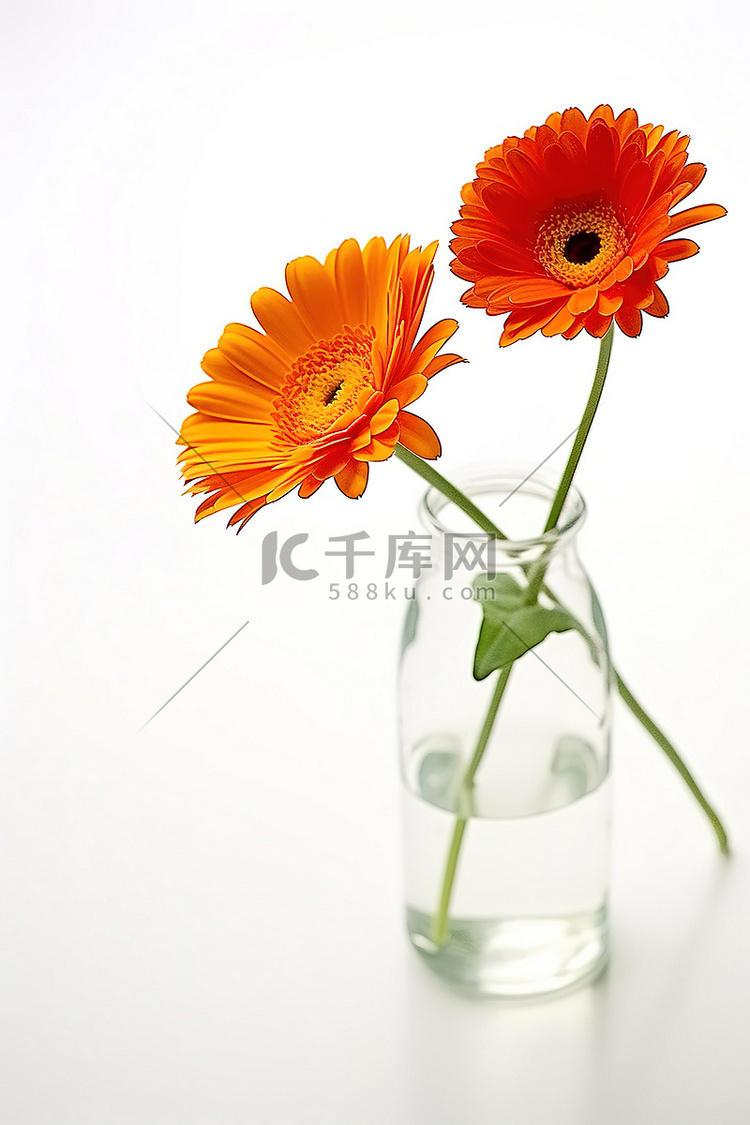 两朵橙色的花坐在白色表面的花瓶