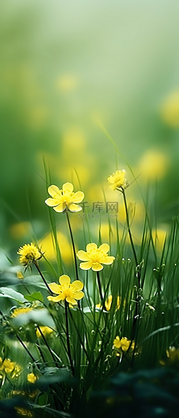 棕色草丛中生长的美丽黄色花朵的