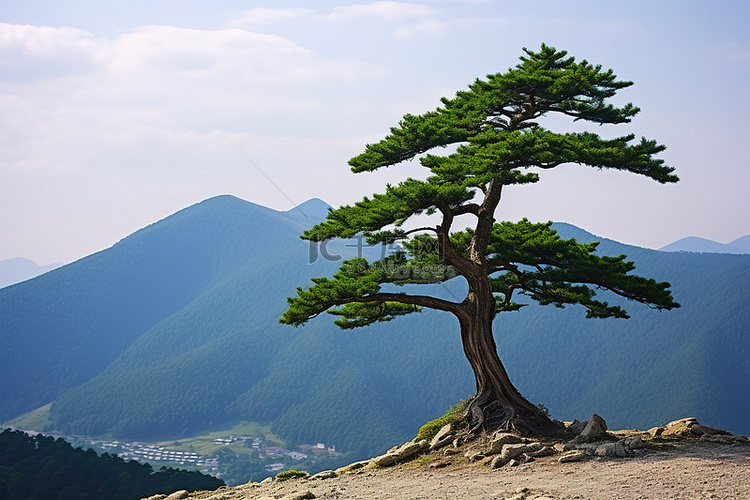 一棵孤独的松树矗立在山顶，背后