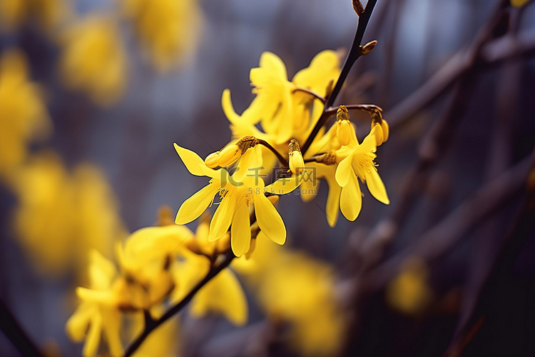 树枝上的黄色连翘花