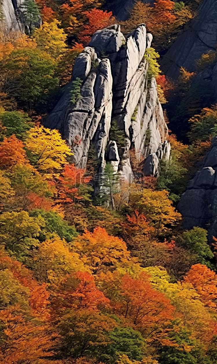 山脊树木周围的秋叶