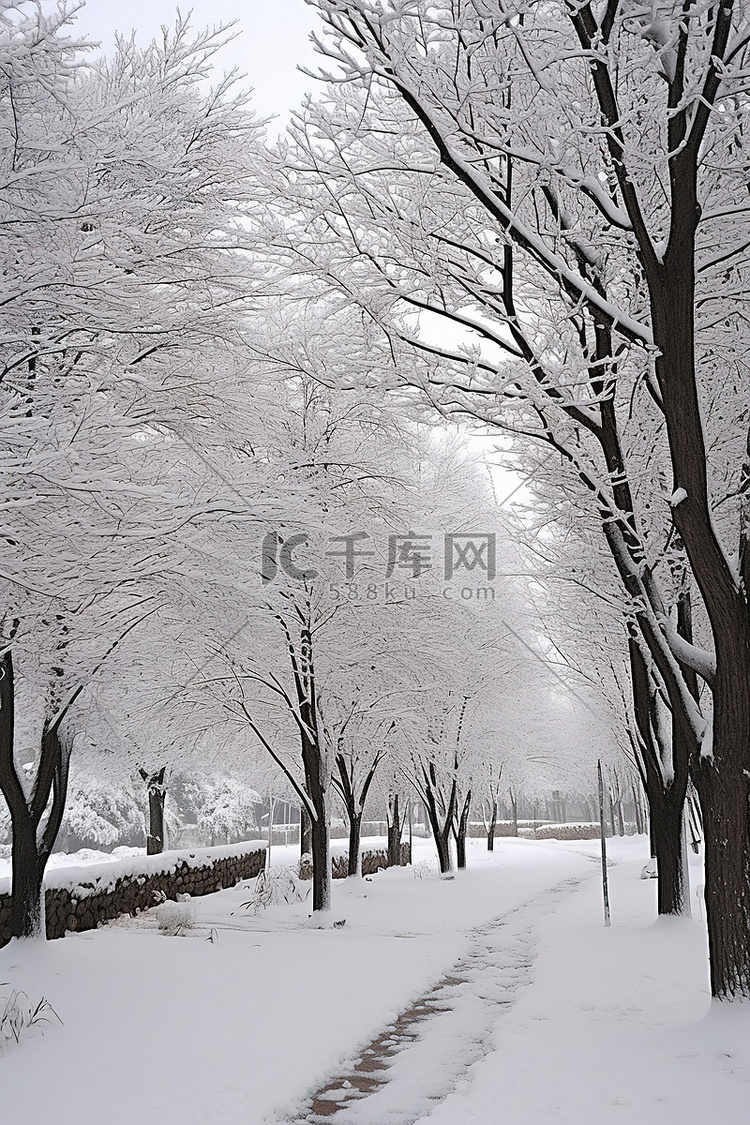 人行道旁的公园被雪和树木覆盖