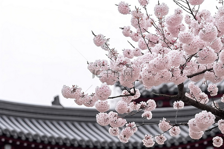 韩国的樱花之花