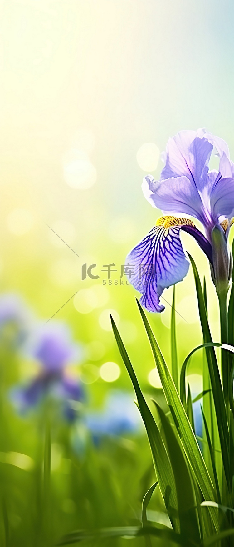 绿色田野中盛开的蓝色鸢尾花