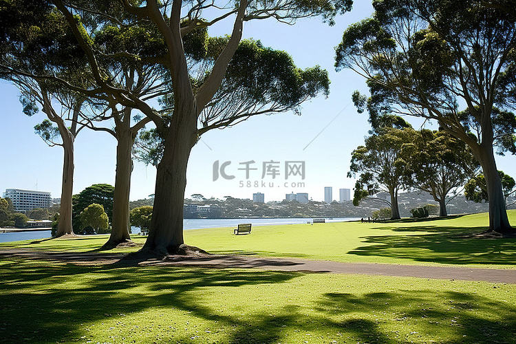 有树木的悉尼海港公园